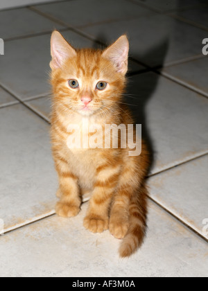 Eight Week Old Ginger Kitten Stock Photo