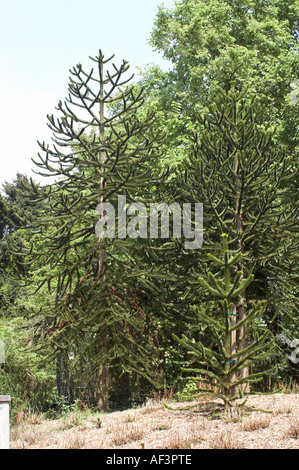 Araucariaceae - Araucaria araucana. Joseph Bank's Pine, Chile Pine Stock Photo