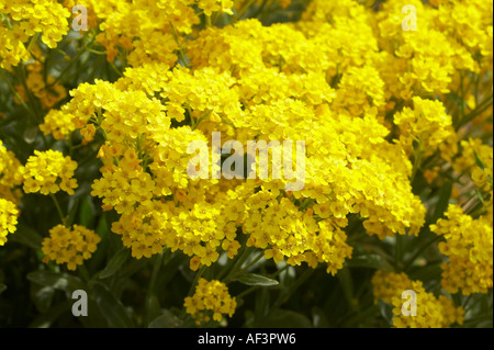 Brassicaceae - Alyssum saxatile. Gold Dust, Basket of Gold Stock Photo