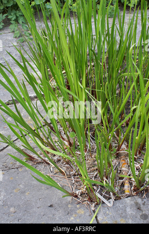 Araceae - Acorus calamus Stock Photo