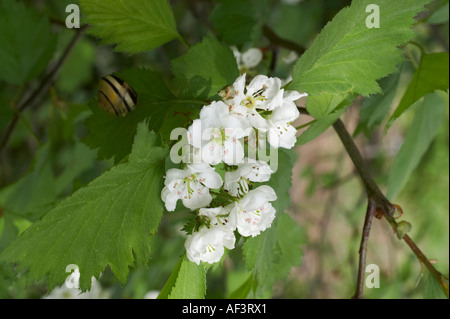 Rosaceae - Crataegus intricata Stock Photo