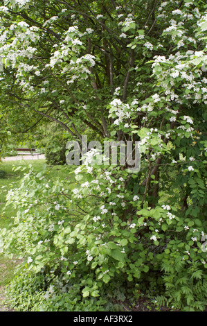 Rosaceae - Crataegus intricata Stock Photo