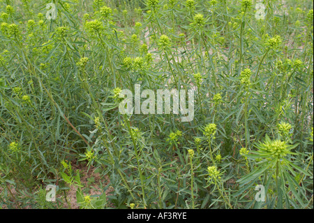 Euphorbiaveae. Euphorbia esula. Leafy spurge. Wolf's Milk Stock Photo