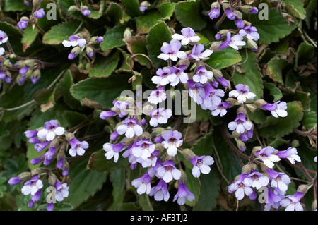 Gesneriaceae. Haberlea rhodopensis. Stock Photo