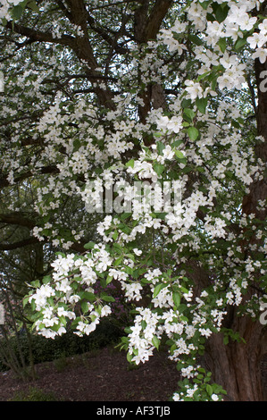 Rosaceae. Malus-Hupehensis. Hybride Stock Photo