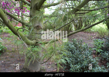 Pinaceae. Pinus armandii. Chinese White Pine Stock Photo