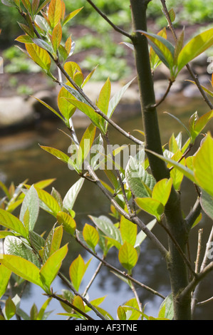 Nyssaceae. Nyssa sinensis. Chinese tupelo Stock Photo
