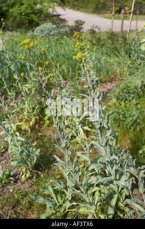 Resedaceae. Reseda luteola. Mignonette. Weld Stock Photo