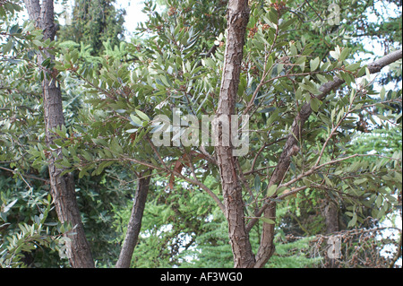 Myrtaceae. Metrosideros robusta. Northern rata Stock Photo