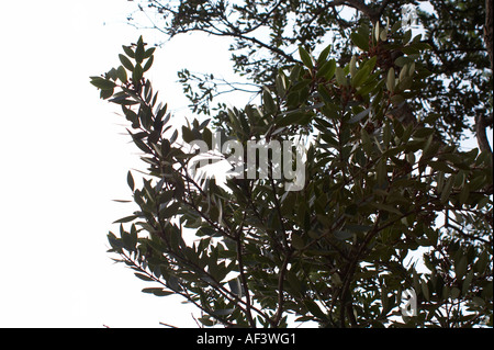 Myrtaceae. Metrosideros robusta. Northern rata Stock Photo