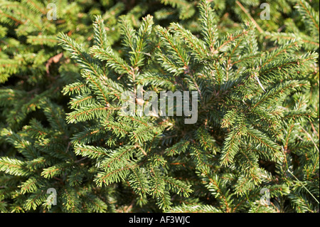 Pinaceae. Picea abies. Pumila Nigra Stock Photo