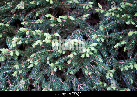 Pinaceae. Picea abies. Clanbrassiliana. Norway Spruce Stock Photo