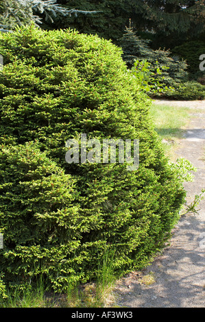 Pinaceae. Picea abies. Clanbrassiliana. Norway Spruce Stock Photo