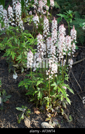 Tiarella cordifolia. Tiarella. Hybride. Morning Star. Foamflower Stock Photo