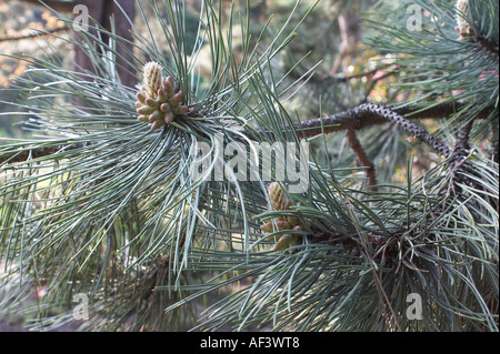 Pinaceae. Pinus Nigra Aurea. Black Pine Stock Photo