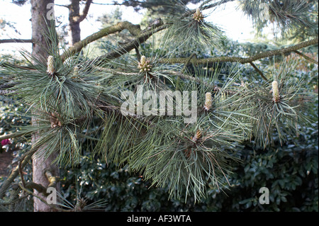Pinaceae. Pinus Nigra Aurea. Black Pine Stock Photo
