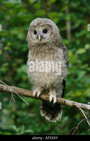 young ural owl on branch / Strix uralensis Stock Photo