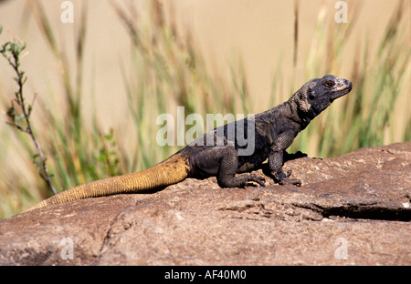 Common Chuckwalla Stock Photo