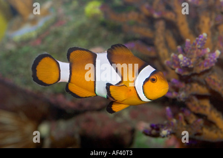 Clown anemonefish Stock Photo