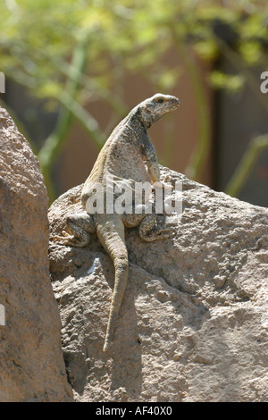 Common Chuckwalla Stock Photo