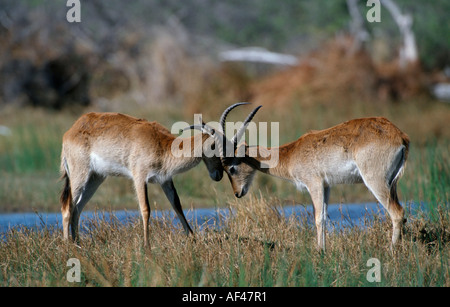 Lechwe Waterbucks, males, fighting, Moremi Game Reserve, Botswana / (Kobus leche) Stock Photo