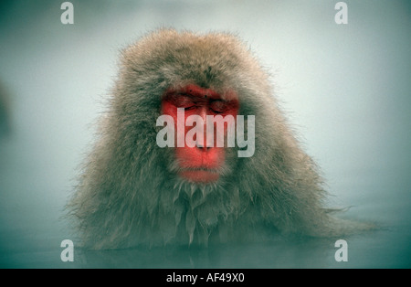 Japanese Macaque, resting in hot water, Hell's Canyon, Japan / (Macaca fuscata) Stock Photo