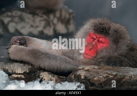 Japanese Macaque, resting in hot water, Hell's Canyon, Japan / (Macaca fuscata) Stock Photo