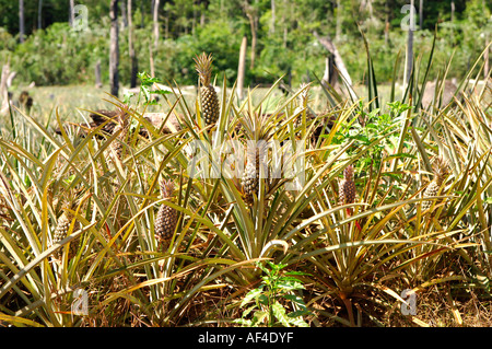 Pineapple plantation on cleared forest areas in the Amazon rainforest Brazil Stock Photo