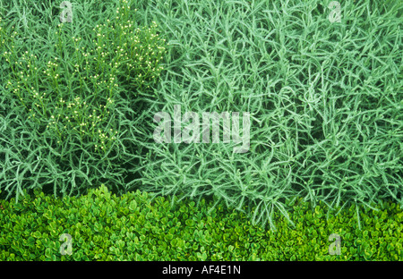 Silvery-grey fernlike leaves and flowerbuds of Cotton lavender or Santolina chamaecyparissus with border of Box or Buxus Stock Photo