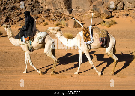 Tuareg nomad with a mehari white dromedary and Tuareg saddle Acacous Mountains Libya Stock Photo