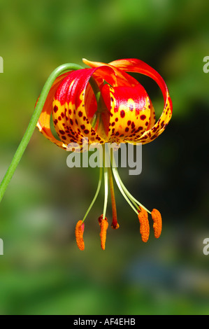 Panther lily Lilium pardalinum Stock Photo