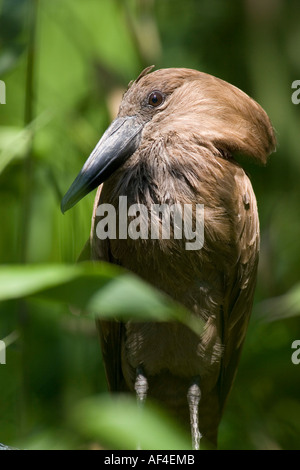 Hammer-headed Stork in bush Stock Photo