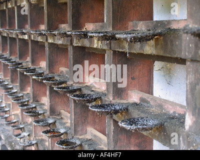 Oil lamps on temple wall, Dharmashastra Temple, Tagari, Kerala, India Stock Photo