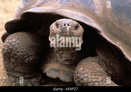 Close up of giant tortoise tuning to look straight at the camera on Isla Isabela Island The Galapagos Islands Ecuador Stock Photo