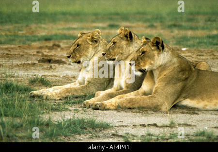 Trio of lionesses all sitting with front paws out relaxed and looking straight ahead in Amboseli National Park Kenya Stock Photo
