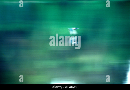 Motion blur picture of a bird flying over a river and reflected on the water s surface in the Amazon region of Brazil Stock Photo