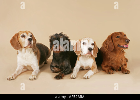 3 Beagles Long Haired Dachshund And Wire Haired Dachshund Stock