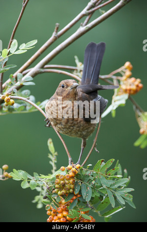 Juvenile Blackbird (Turdus merula) Stock Photo