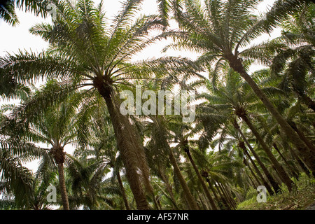 Nigeria Lagos Palm oil trees Stock Photo