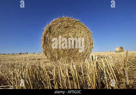 Hay bales on the South Downs in Sussex on a hot and sunny summer afternoon Stock Photo