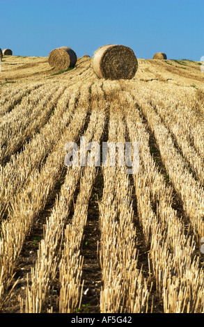 Hay bales dot the South Downs in Sussex on a hot and sunny summer afternoon Stock Photo