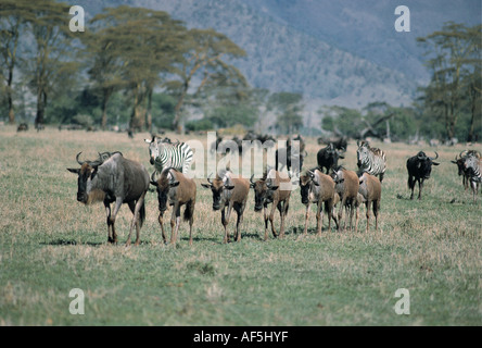 Long lines of wildebeest trekking towards water in the Ngorongoro Crater Tanzania East Africa This is their daily habit Stock Photo