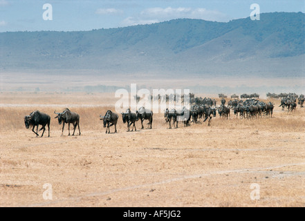 A long line of wildebeest trekking across the dry floor of the Ngorongoro Crater Tanzania East Africa Stock Photo