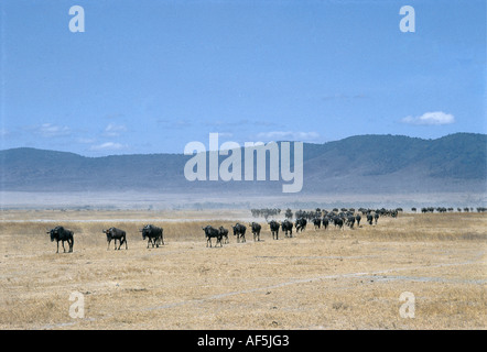 A long line of wildebeest trekking across the dry floor of the Ngorongoro Crater Tanzania East Africa Stock Photo