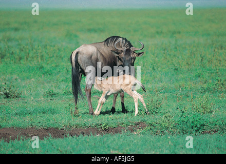 Wildebeest or White bearded gnu suckling a young calf in the Serengeti National Park Tanzania East Africa Stock Photo