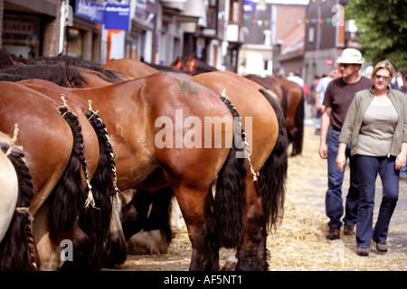 Belgian heavy horses at annual street sale Torhout Belgium Many go for the horsemeat trade VD vendu signifies SOLD Stock Photo