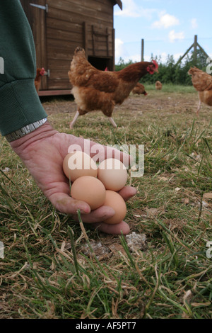 A farmer holds free range eggs at an organic farm in Kent Stock Photo