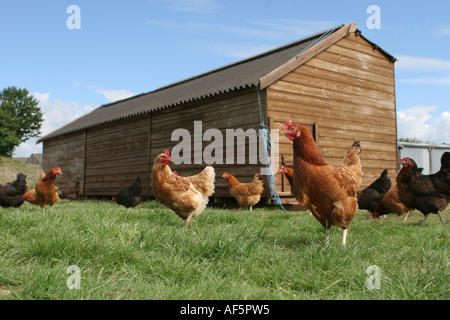 Free range chickens at an organic farm in Kent. Stock Photo