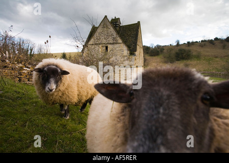 Exterior of 16th Century Dovecote and sheep Naunton Gloucestershire UK Stock Photo
