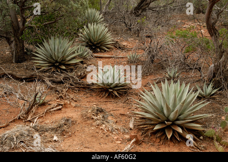 Agave, Century Plants, Agave parryi, Coconino National Forest, Arizona Stock Photo
